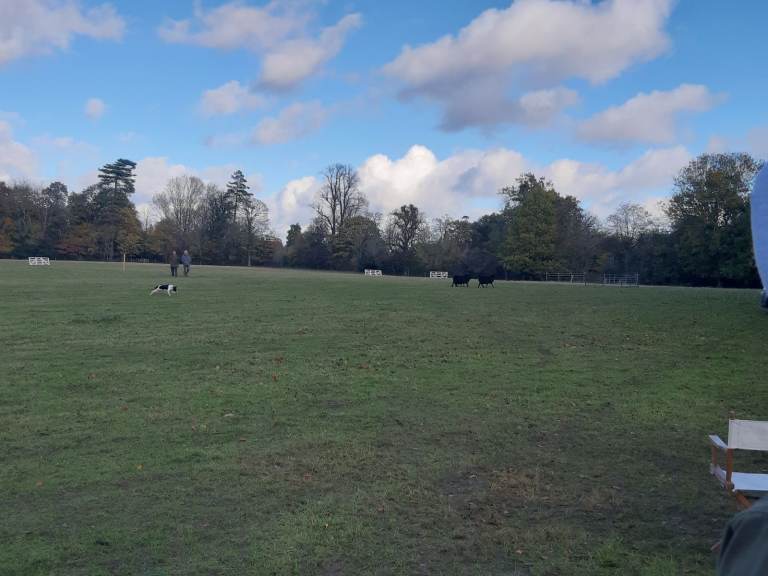 Small plot wanted for grazing near Basingstoke 