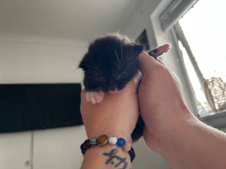 Two Male Kittens 