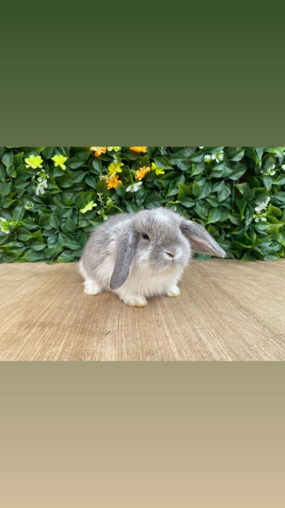 Mini lops 