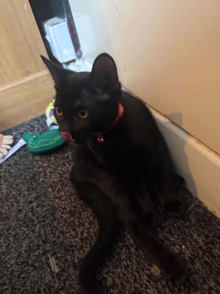 14 week old kittens needing new homes 
