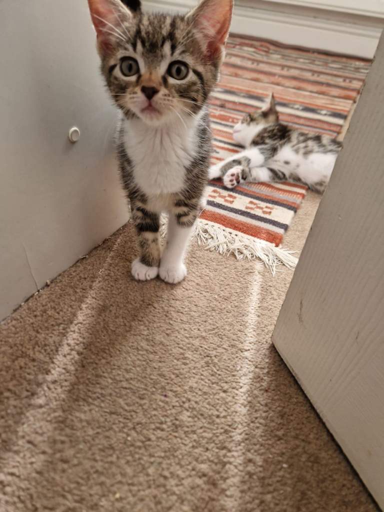 4 Beautiful Kittens Ready to go