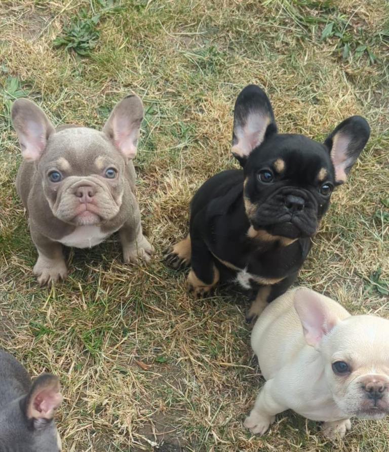 French bulldog