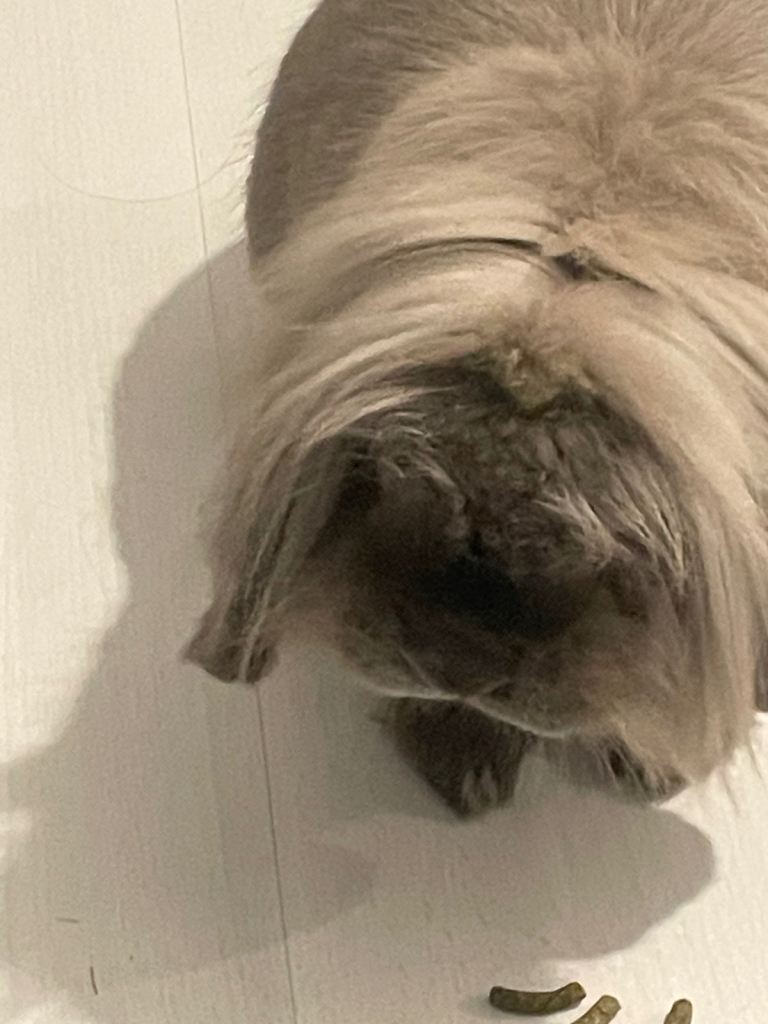 Male Mini lion head lop 