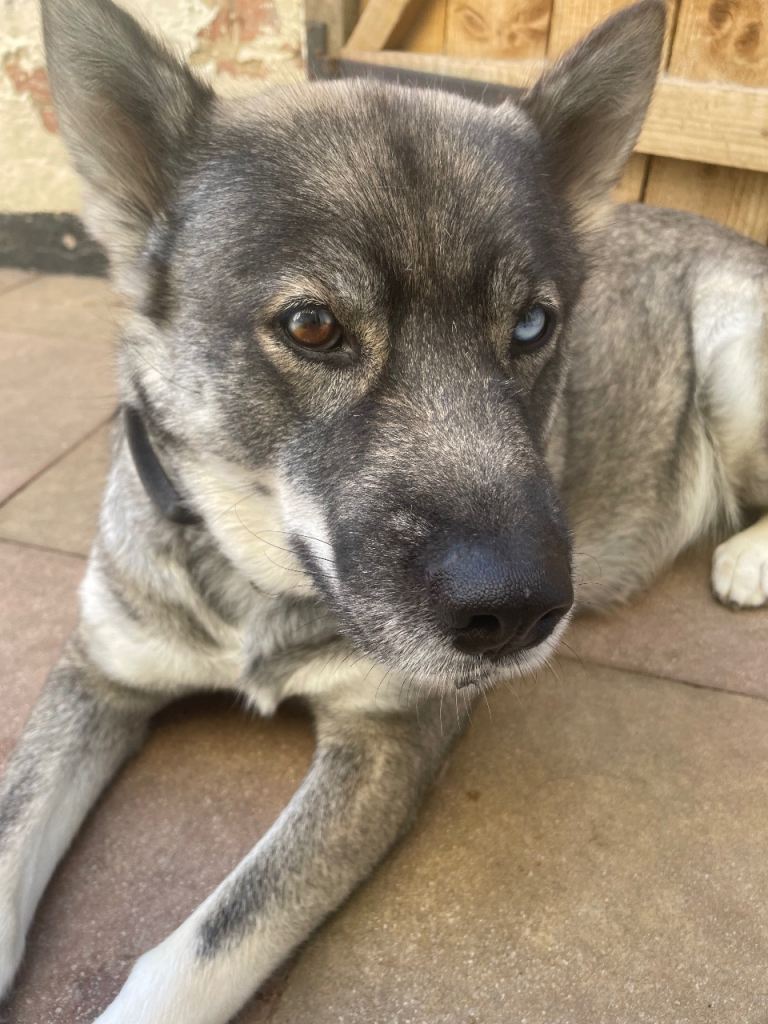 Husky needs rehoming