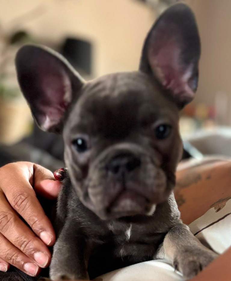 Meet our beautiful female french bulldogs