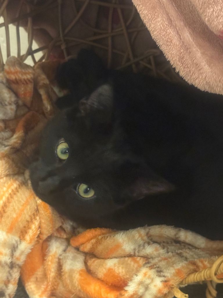 8 month old Shadow for sale