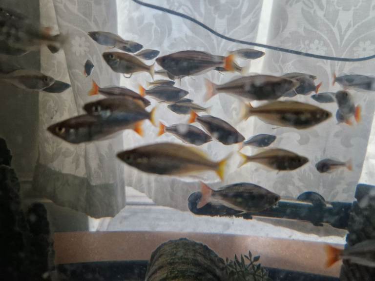 Red Tail Rainbow Fish, Siamese fighting fish (Betta) £5 Each - Full Setup Available