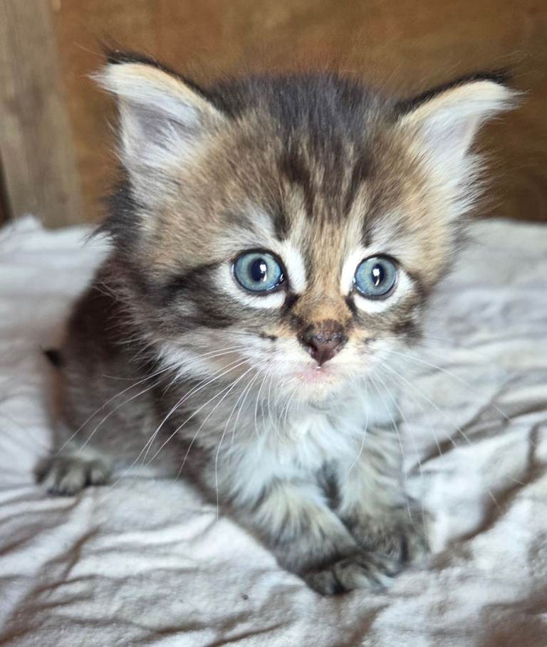 Special coloured kittens READY NOW