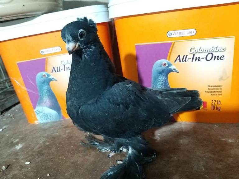 Uzbek pigeons for sale 