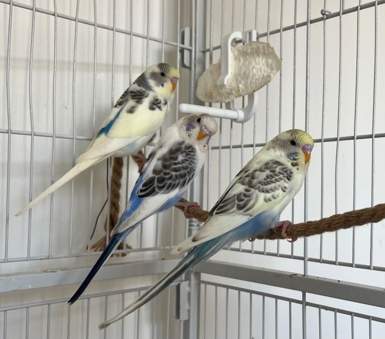 Baby Budgies for sale