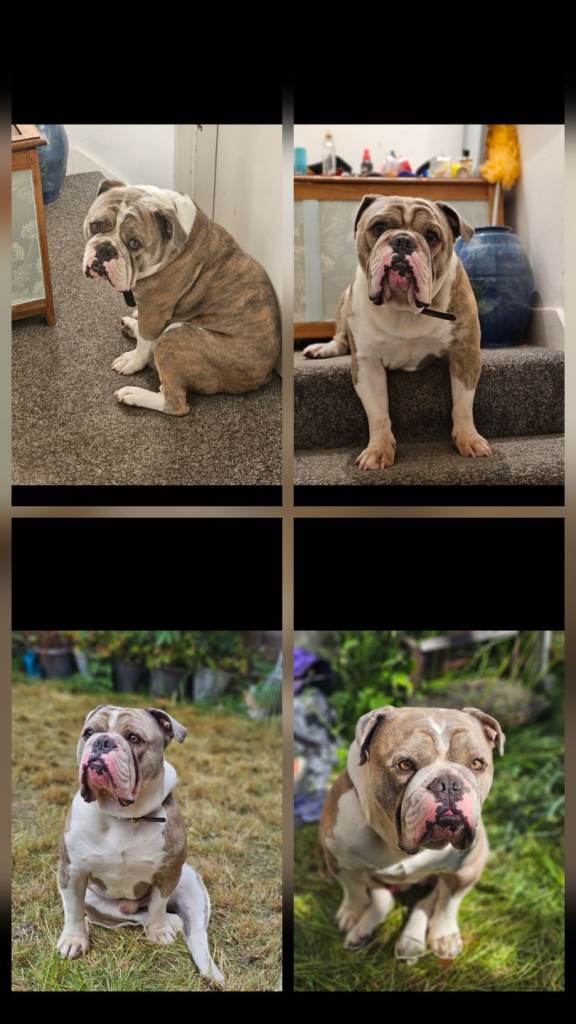 Olde English Bulldog