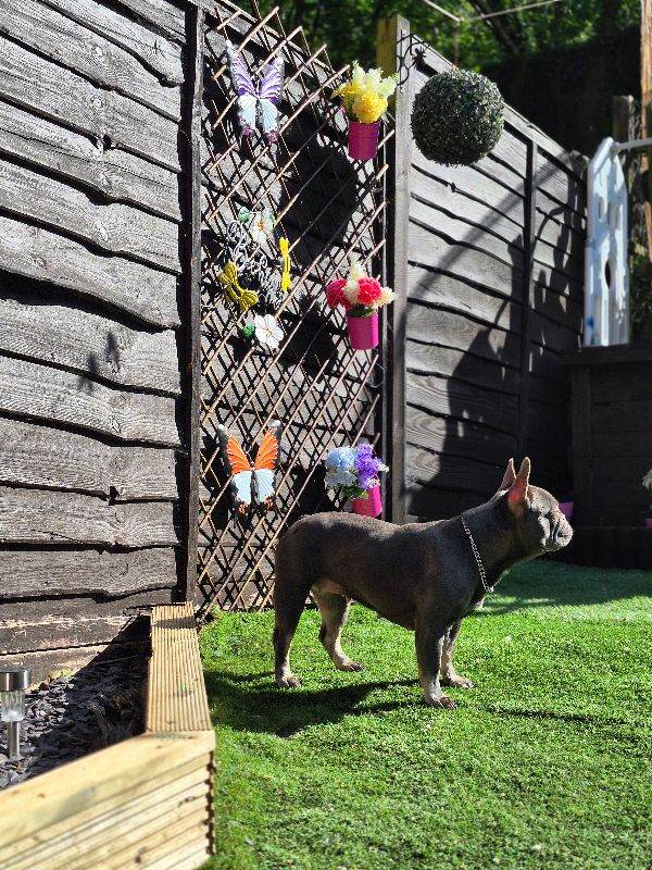 French bulldog 