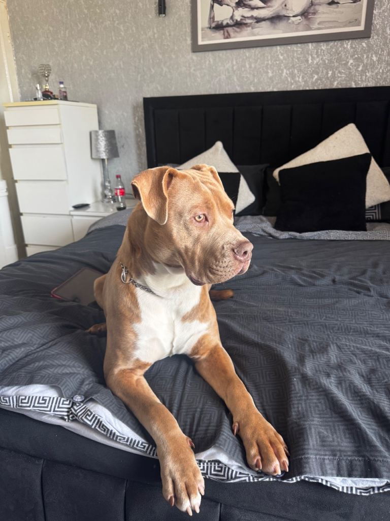 💙 Cane Corso x Mastiff Boy 💙