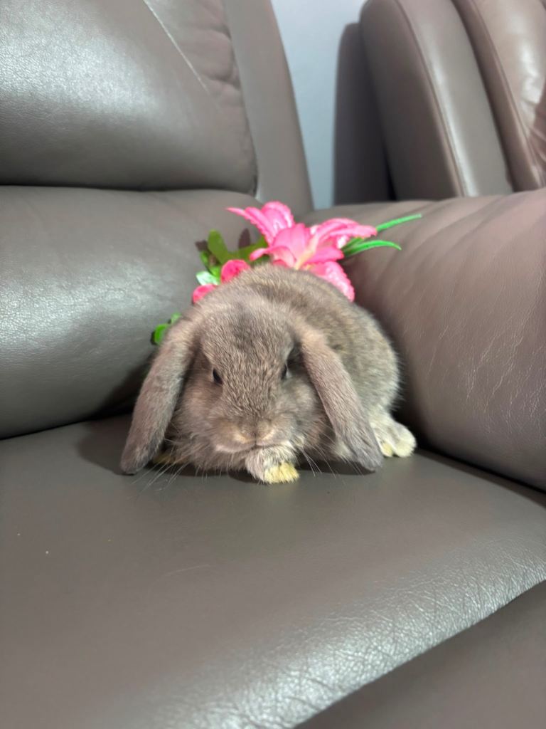 Mini lop baby bunnies 