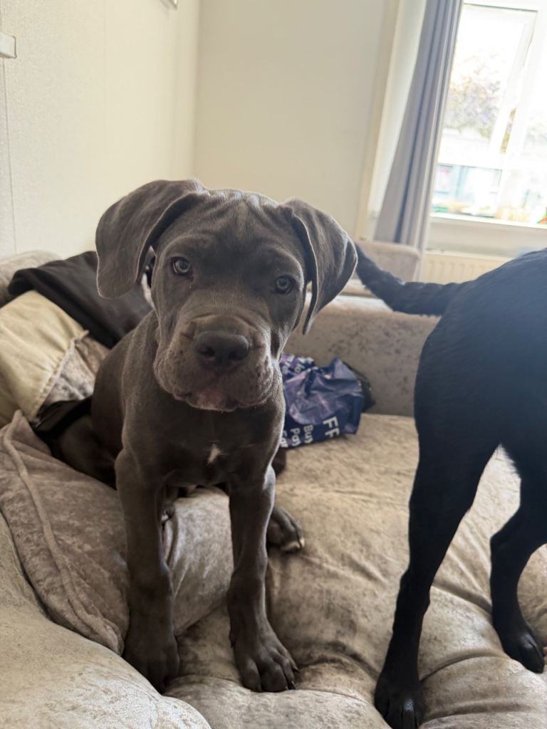 13 week old championship bloodline cane corso puppy 
