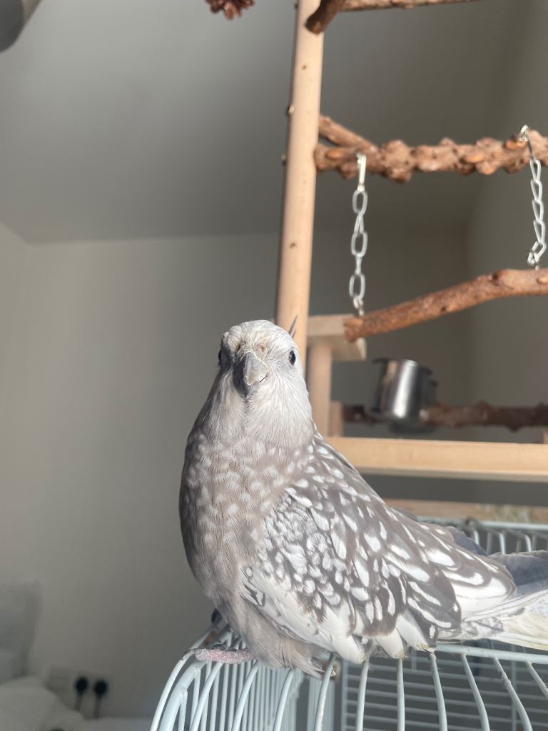 Cockatiel (9 months old, tamed)