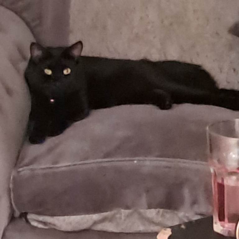 BOMBAY CATs