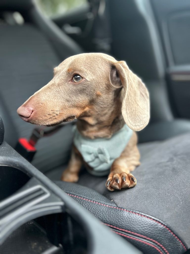 Price can be negotiated/ Isabella tan mini dachshund