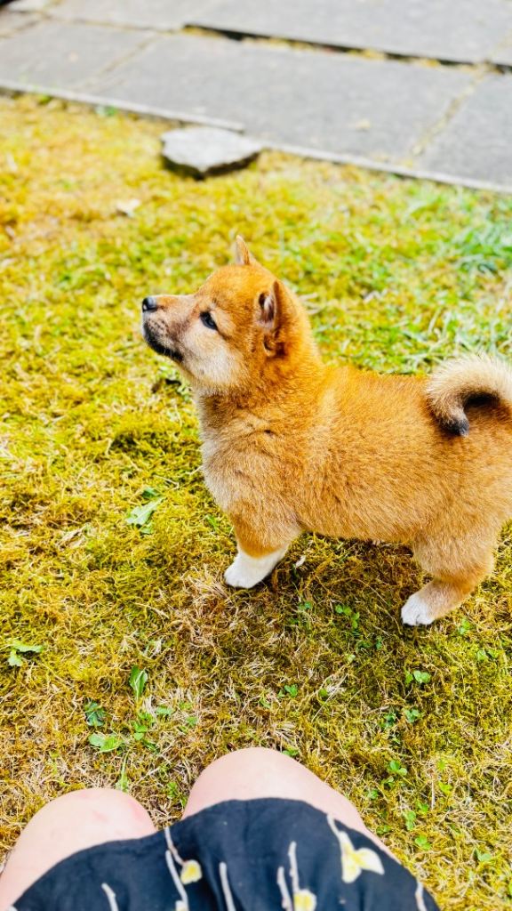 Shiba Inu Puppies – Ready Now – Price Reduced – Home Raised