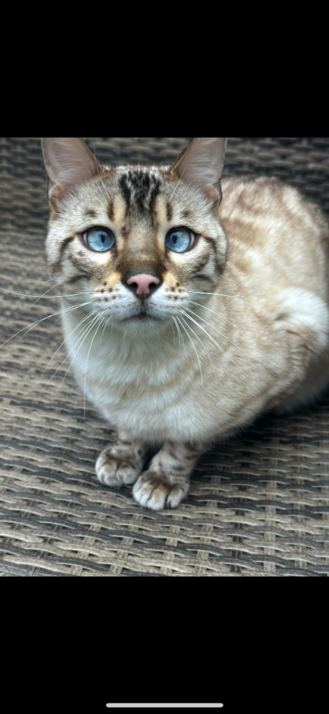 Bengal kittens for sale 