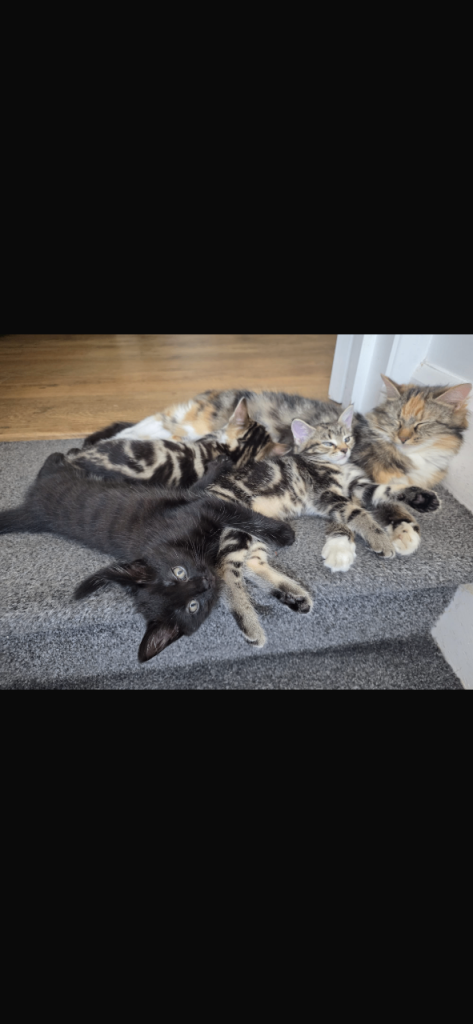  3 mixed breed kittens for sale 