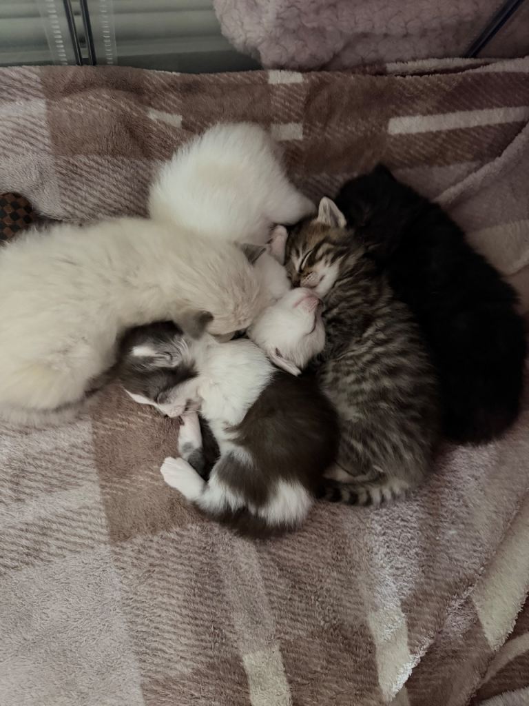 Ragdoll mix breed kittens 