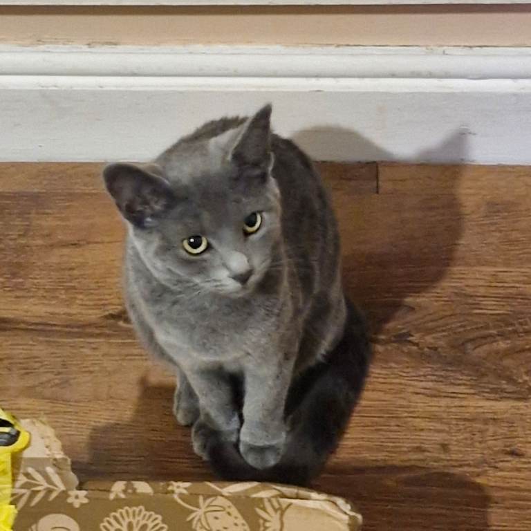 Grey Striped British Shorthair Blue