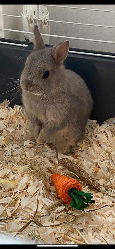 Grey Male Netherland Dwarf Bunny
