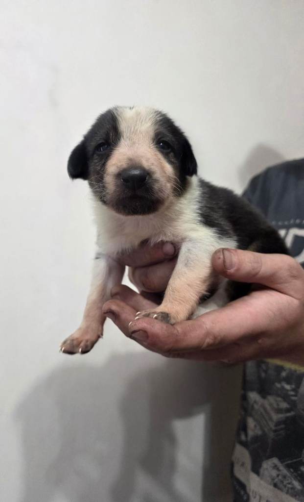 Border collie, black lab, german shepard puppies