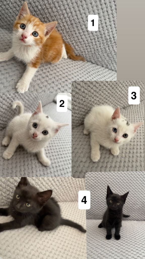 Cats