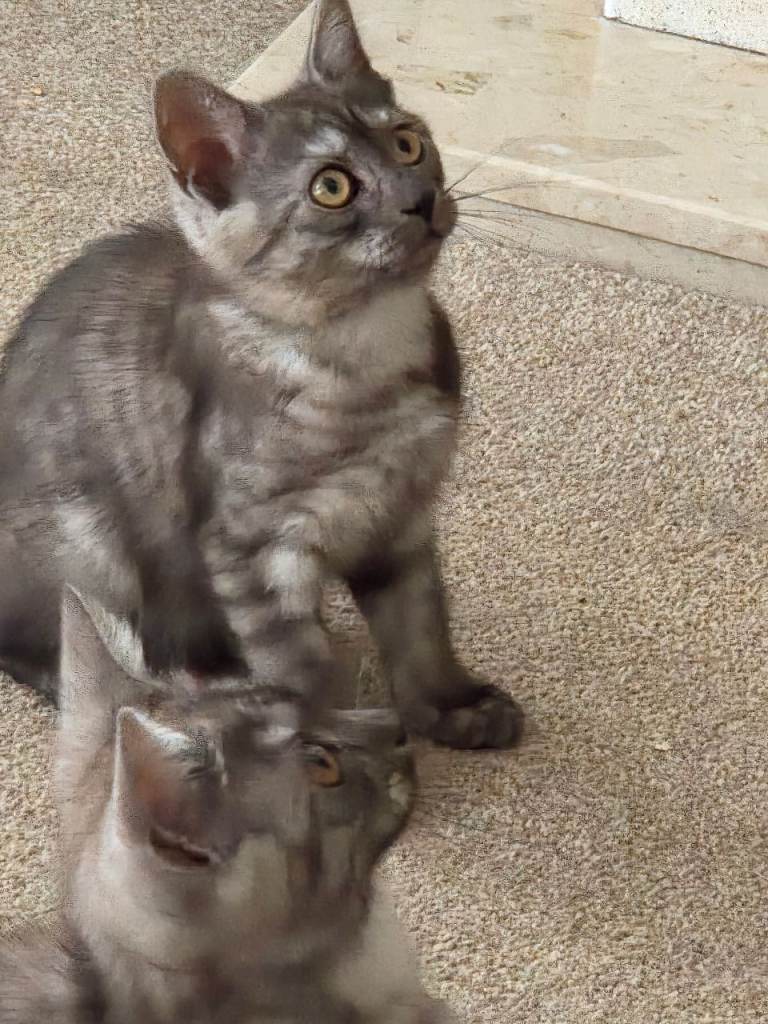 2 Litters of Kittens ready to be rehomed