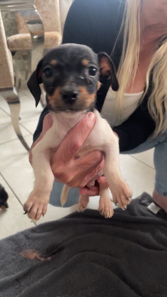 Jack Russell puppy