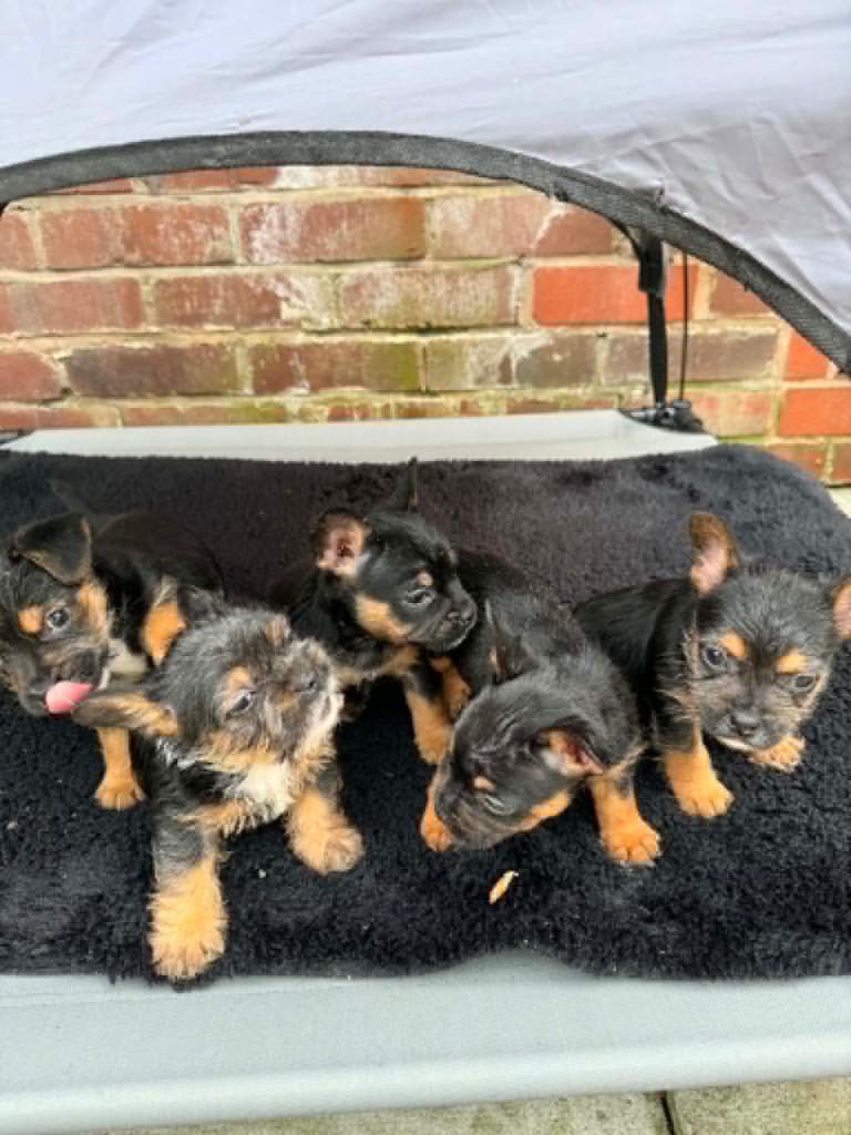 Puppy’s 