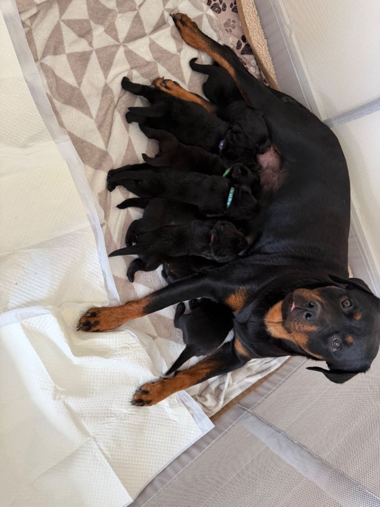 Rottweiler x Labrador puppies