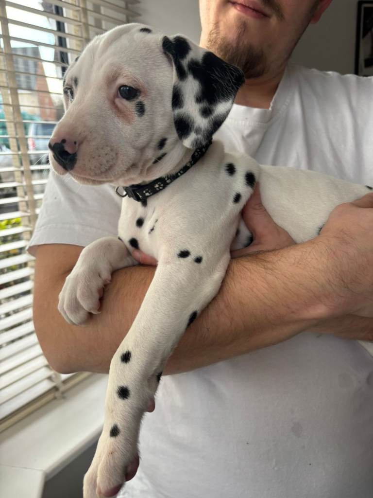 Dalmatians for Sale (Last Good Boy) 