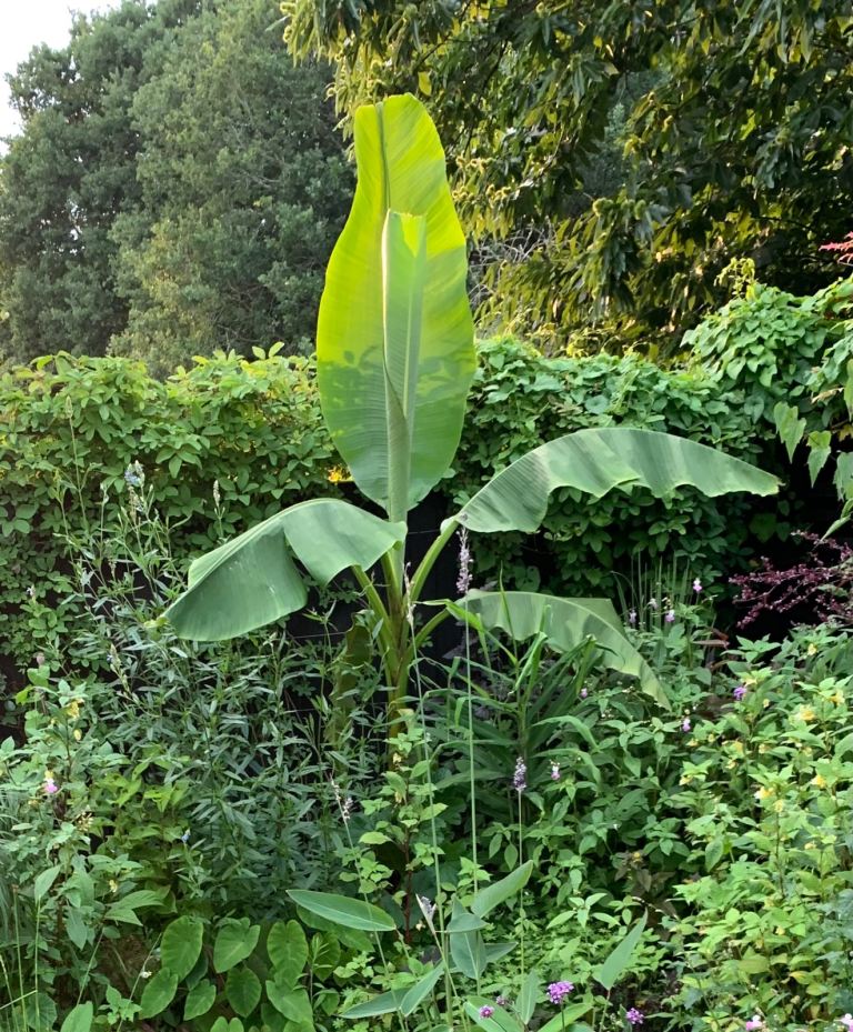 Musa basjoo ‘Japanese hardy banana’