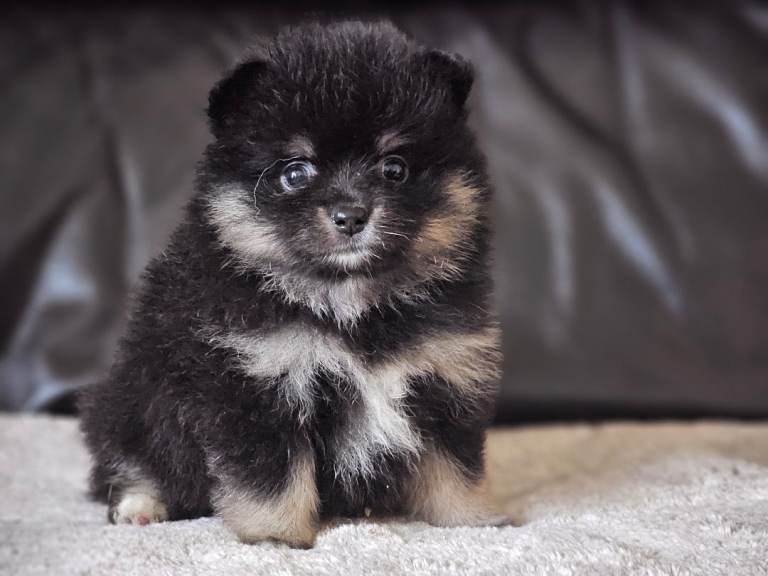 1 pomeranian baby boy