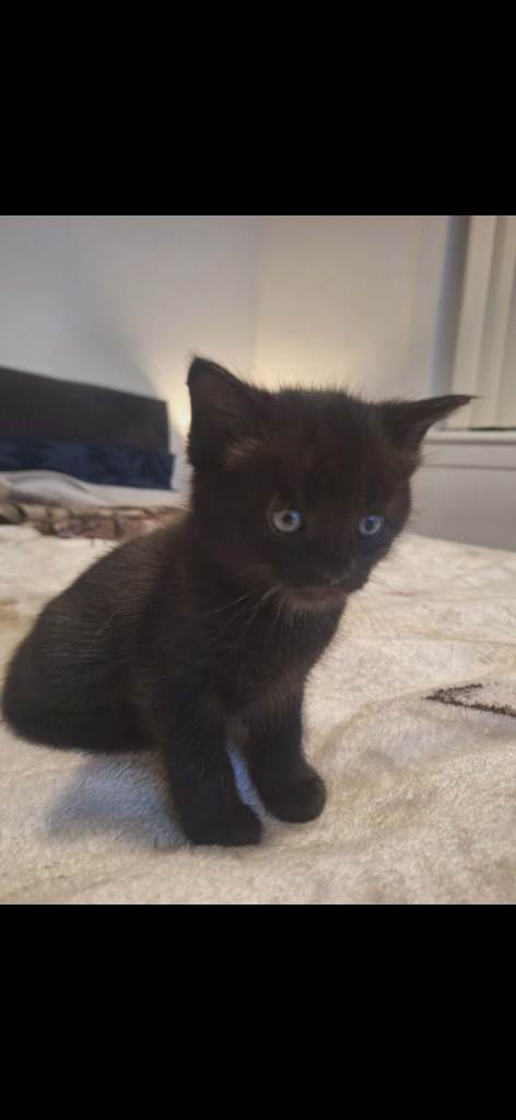 Kitten