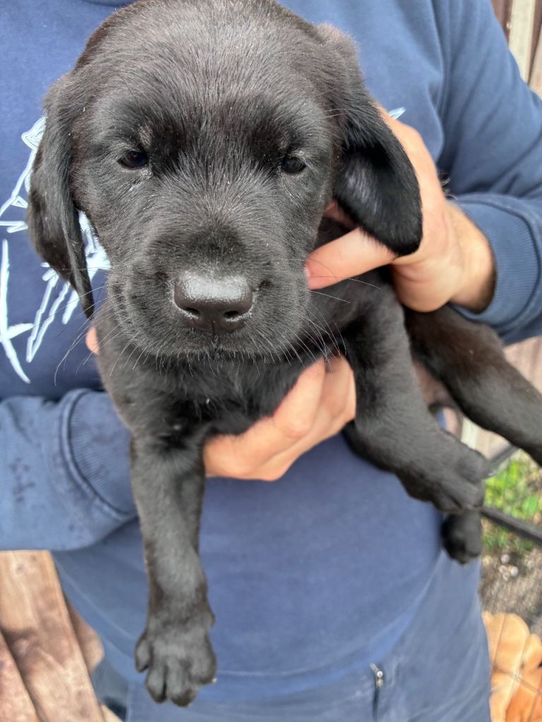 Labrador puppys