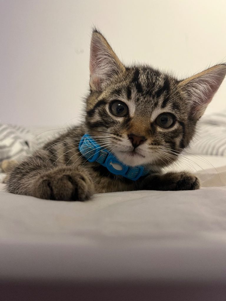  Male kitten for sale 