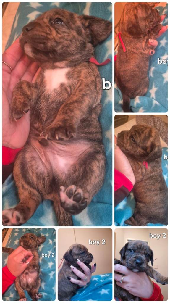 Beautiful puppies 
