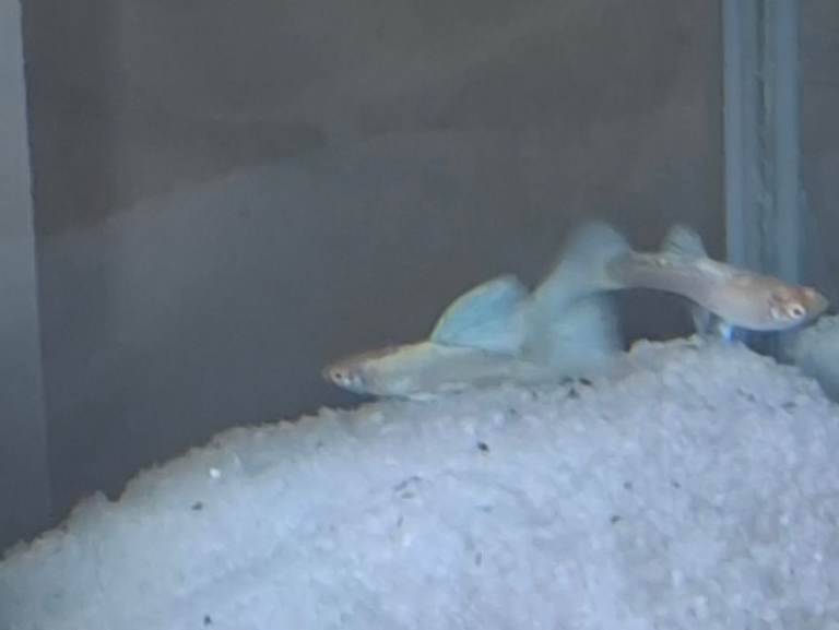topaz mixed guppies 