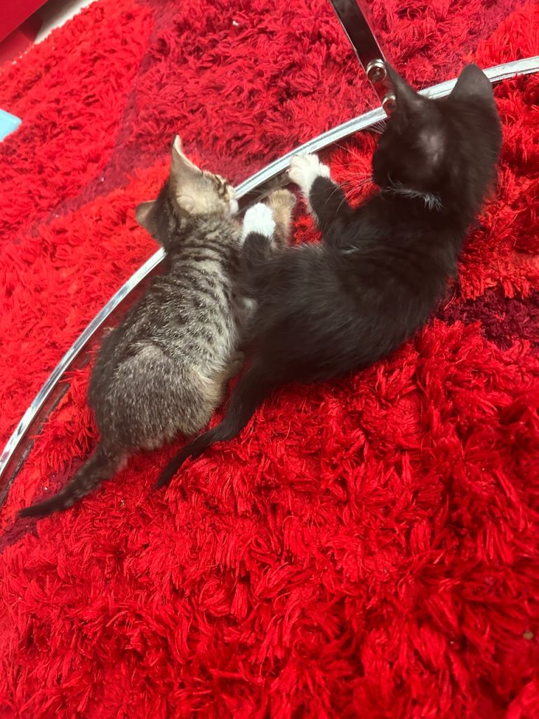 Bengal kittens