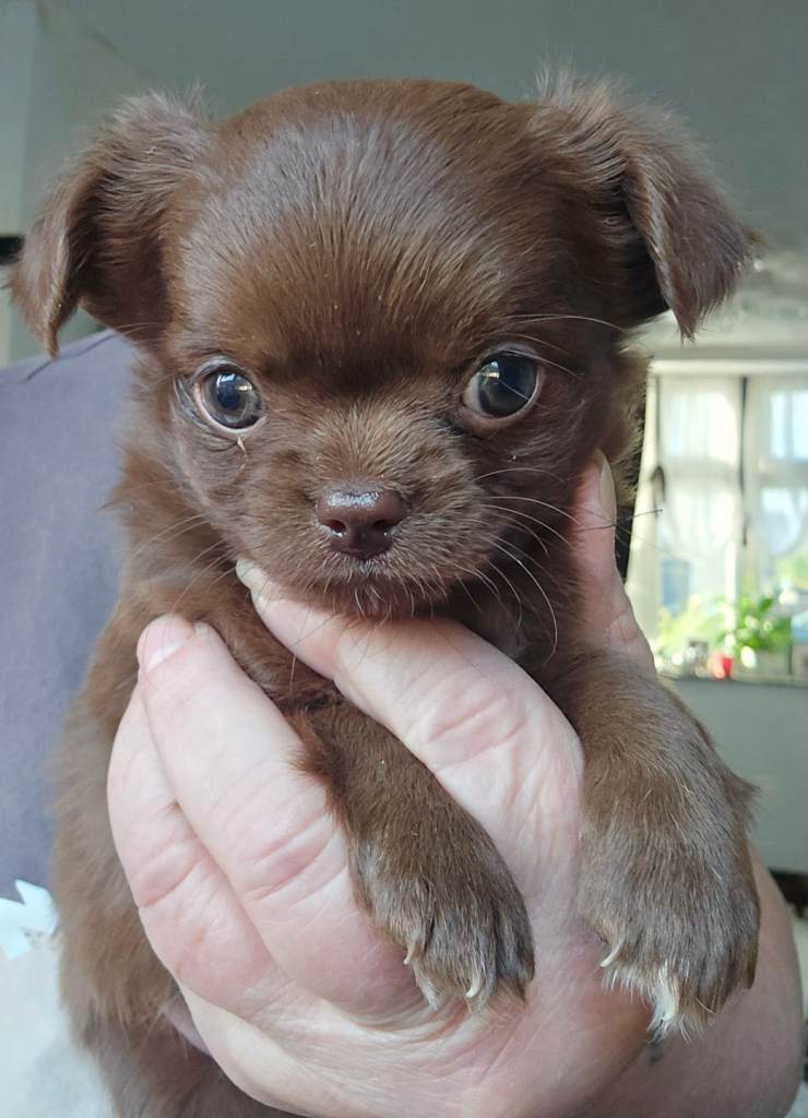 KC Chihuahua puppies 