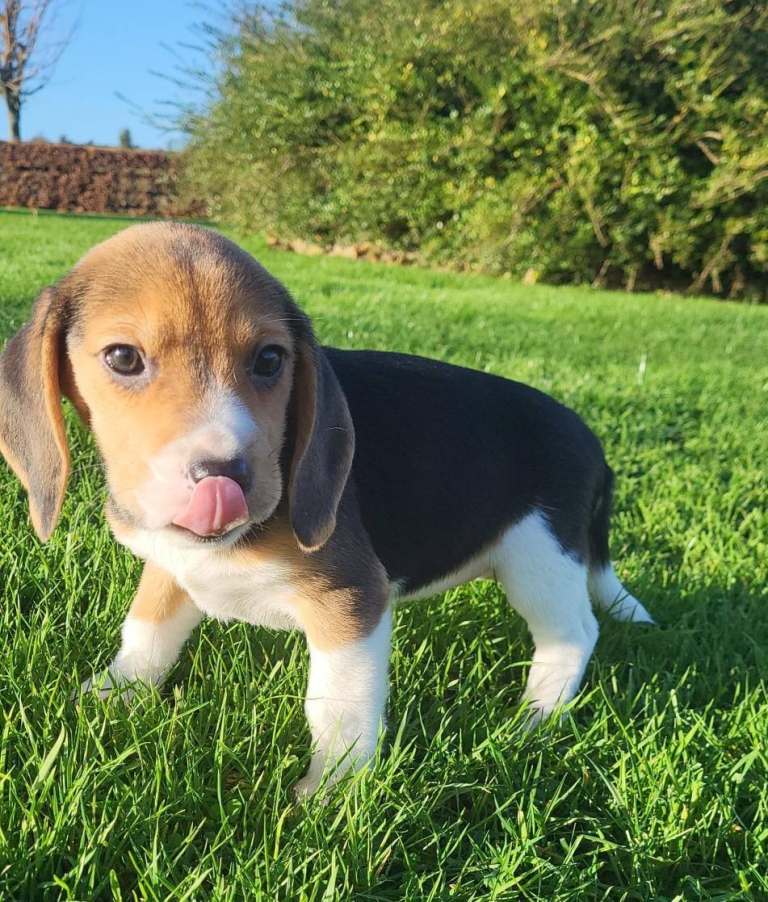 GORGEOUS TRI COLOUR BEAGLE PUPPIES 