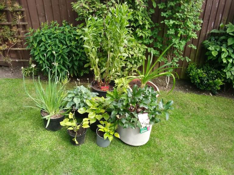 Nine plants In Pots. Hostas, Agapanthus, Alium, Helibore etc.