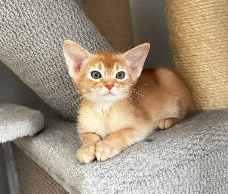 Abyssinian kitten's 