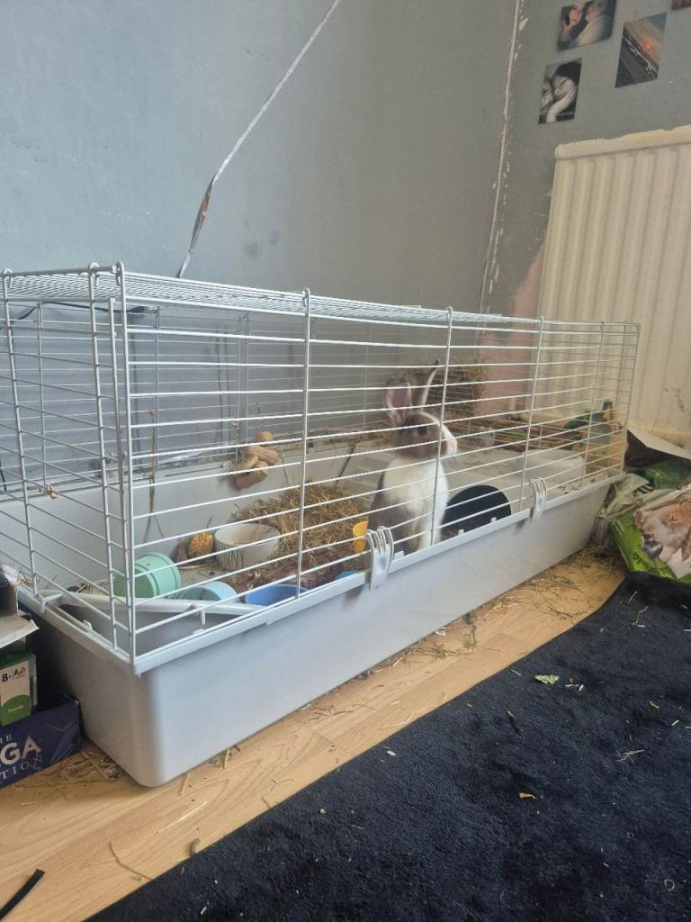 Rabbit cage