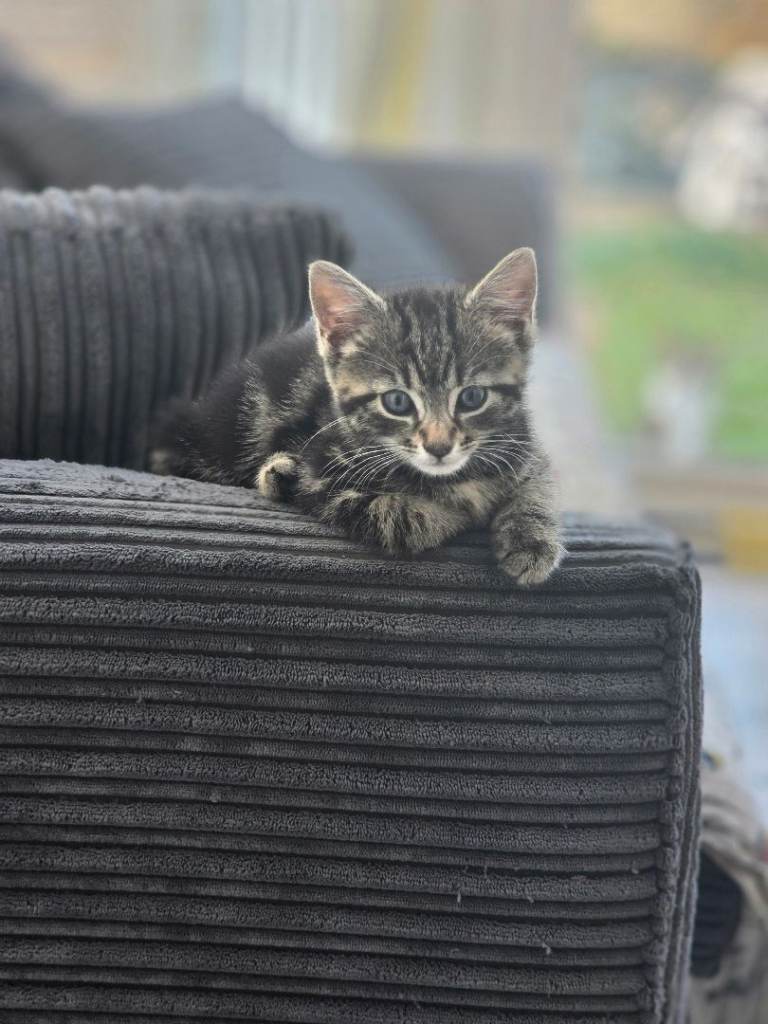 Adorable kittens looking for their home