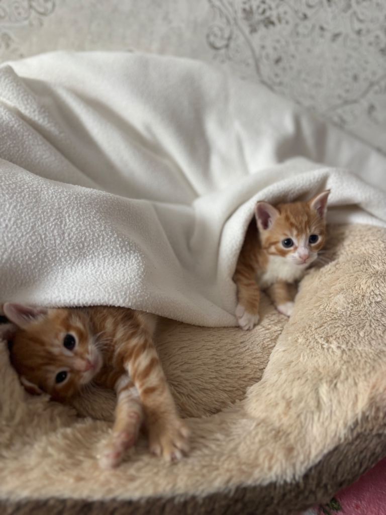 3 ginger kittens 8 weeks old